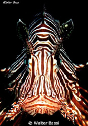 Pesce scorpione by Walter Bassi 